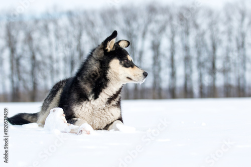 Winter background with a fluffy dog and copy space. Profile view of a black and tan dog in winter.
