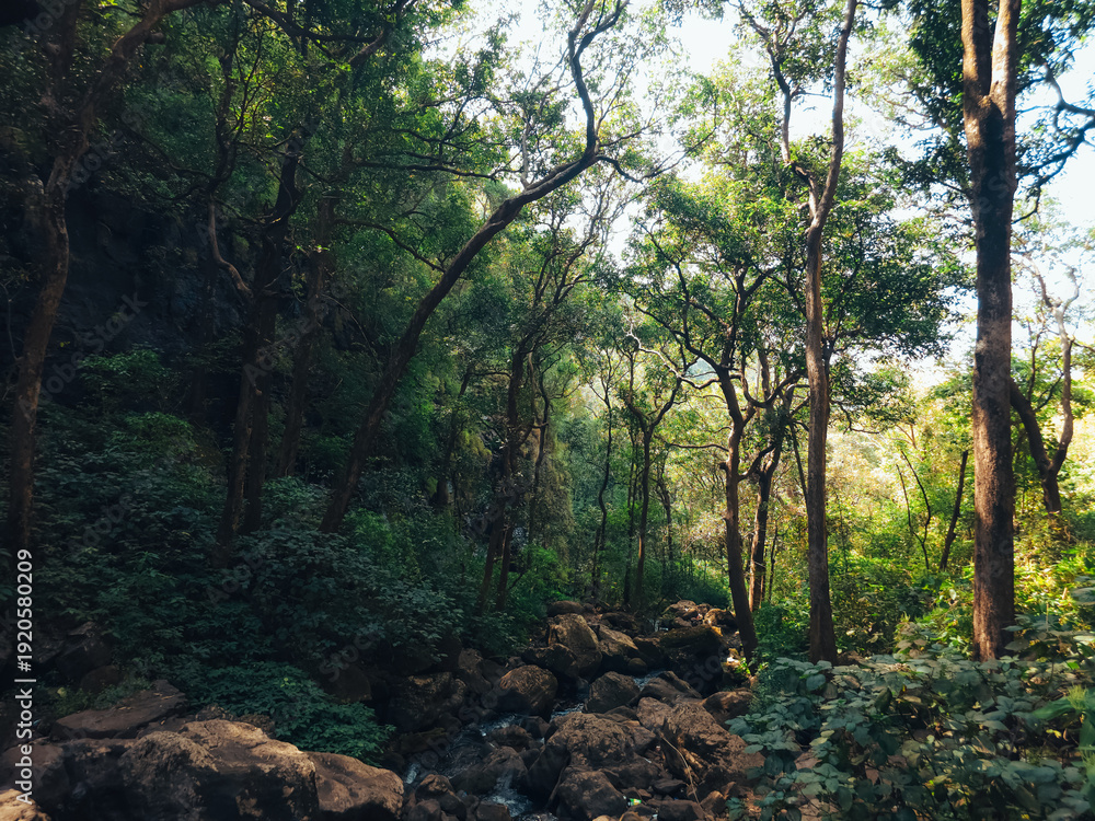 Obraz premium Lush Green Forest Landscape with Trees and Rocky Stream Bed