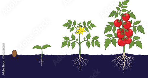 tomato plant growth stages from seed to ripe fruit with roots and flowers flat vector illustration isolated on white