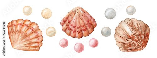 Sea shells and pearls, watercolor illustration. Design element, marine style, jewelry.