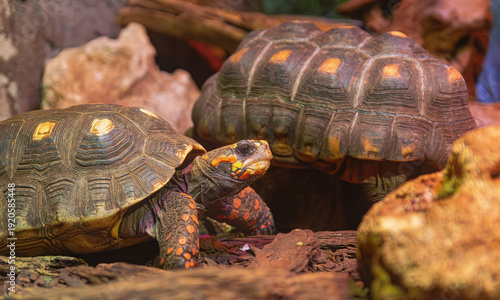 red footed tortoise, (Chelonoidis carbonarius), two specimens among rocks