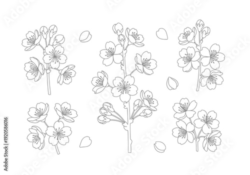 Delicate Outline Illustrations of Cherry Blossom Branches Blooming with Petals and Buds on White Background for Spring Botanical Designs