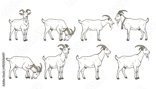 Set of goats in various poses for design and editorial use