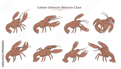 Lobster defensive behavior chart showing various postures