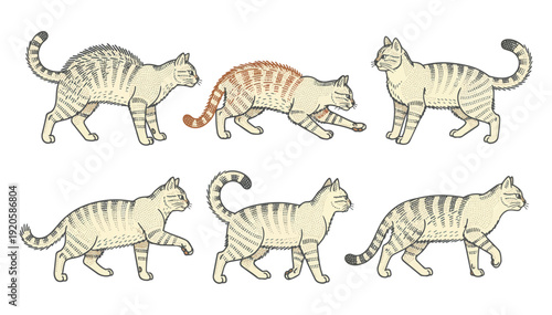 Set of cat illustrations in various walking poses