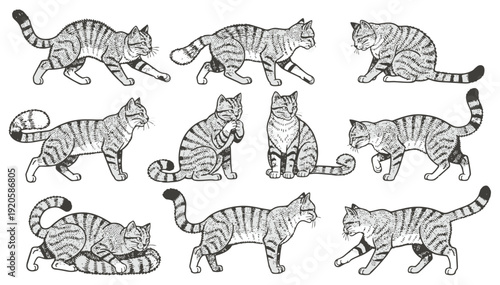 Set of nine tabby cats in various playful and curious poses