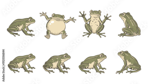 Set of green frogs in various poses and expressions