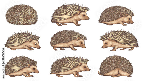 Hedgehog illustrations in various poses and angles