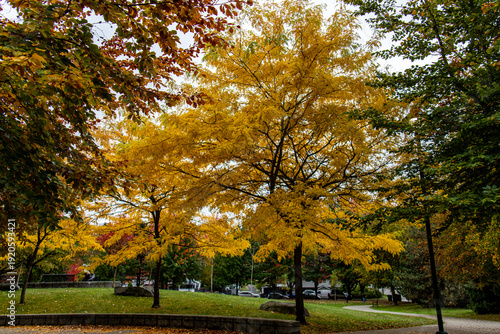 Golden yellow honey locust trees in a city park during autumn in Vancouver Canada