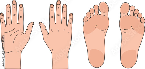 Anatomy set with human hand palms and feet soles showing skin texture and finger details isolated on white background.