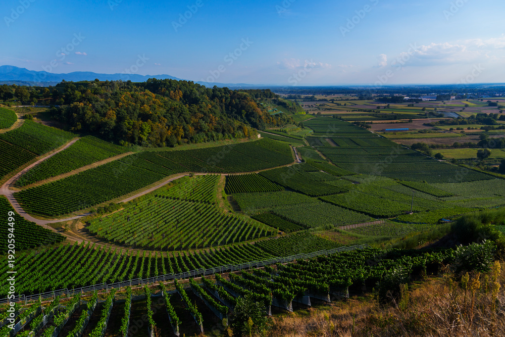 Fototapeta premium Weinberge Reben Winzer 