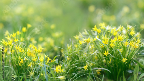 First spring yellow flowers goose onions (Gagea) close up, abstract green nature background. Beautiful gentle floral landscape with little yellow flowers of early spring season. soft focus