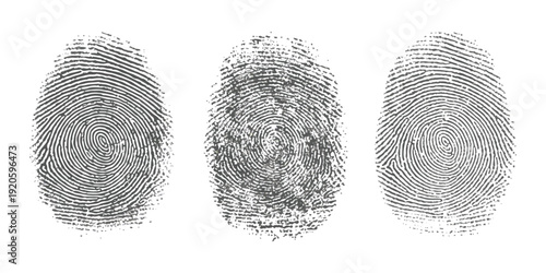 Three distinct human fingerprints side by side, illustrating unique biometric identification patterns
