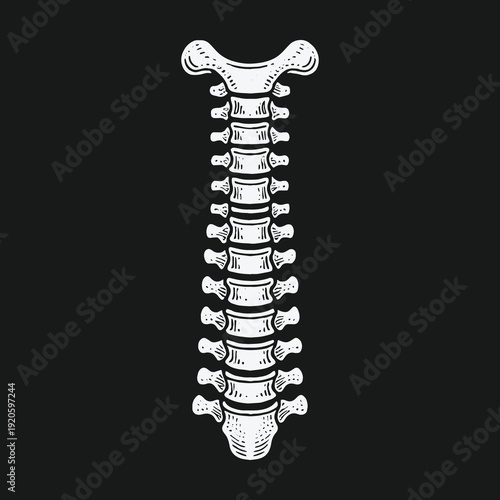 Detailed Anatomical Illustration of the Human Cervical Spine.