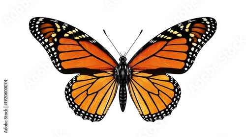  orange butterfly with open wings and detailed pattern isolated on white background.