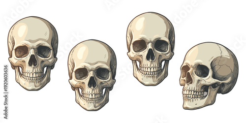 Realistic Vintage Human Skull Illustration Set with Multiple Perspective Angles Vector