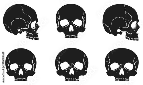 Human Skull Anatomy Vector Set with Front and Side Profile Silhouettes