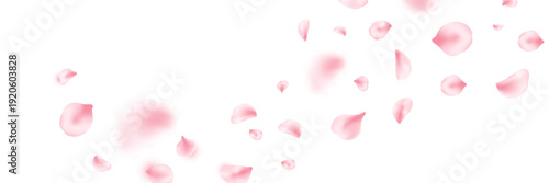 Spring cherry blossom frame. Sakura petal flying composition. Japan flower banner. Cosmetic beauty product. Natural decoration. Spa pink rose bg. Valentine romantic card. Vector illustration