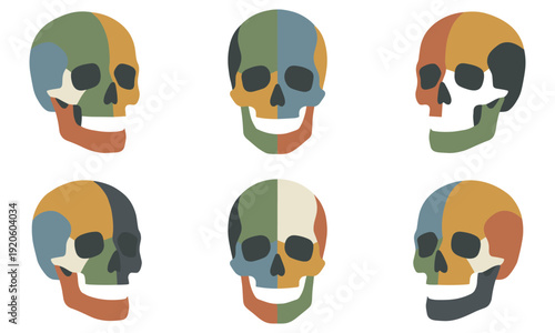 Skull anatomy set colorful segmented skulls vector for education