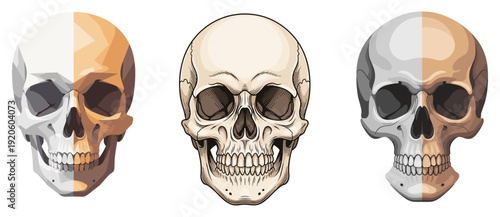 Human Skull Illustration Set with Dual-Tone Lighting and Realistic Anatomical Shading