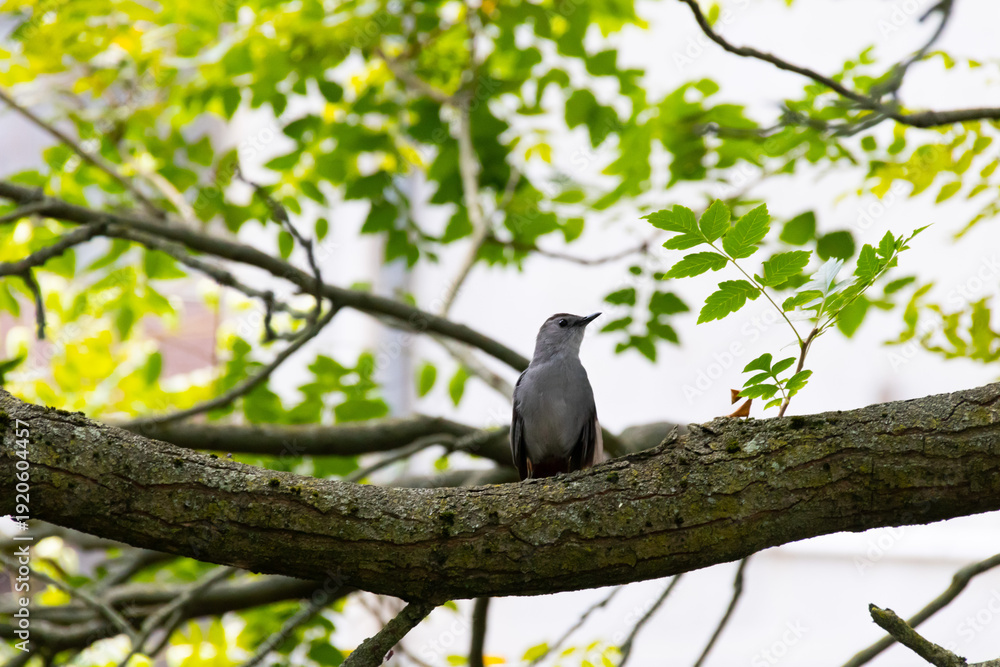 Obraz premium bird on a branch