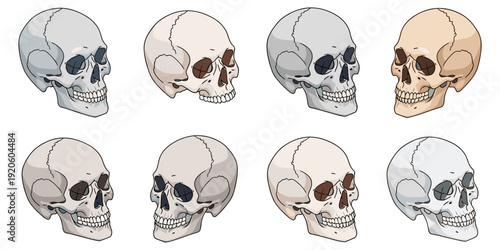 Human Skull Isometric Vector Set with Diverse Color Tones and Clean Flat Design