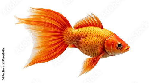 Realistic orange goldfish with flowing fins and shiny scales isolated on white background.
