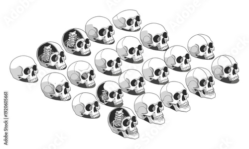 Massive Isometric Human Skull Grid Collection with Anatomical Spine Structure Diagrams