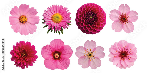 A collection of eight vibrant pink and red flowers isolated on a white background, showcasing different species and shades