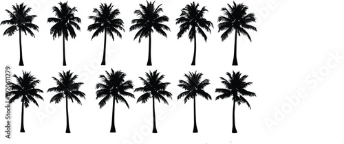 Black palm tree silhouette collection, tropical vegetation illustration set, decorative landscape design , botanical art resource, exotic foliage graphics , environment icon grid, nature illustration