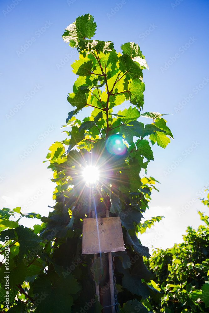 Fototapeta premium Weinberge Reben Winzer 