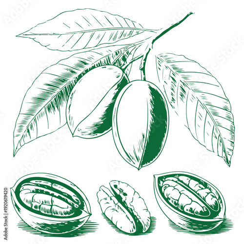 Green pecan nut tree branch with leaves and ripe kernels hand drawn sketch illustration isolated on transparent background organic farming and healthy food snack concept for packaging