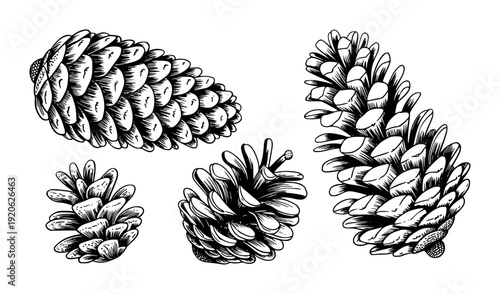 Hand Drawn Black And White Pine Cones Collection Isolated White Background pinecone