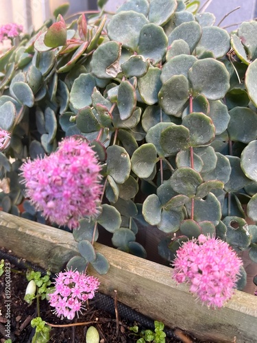 Suculenta la pilaría en floración