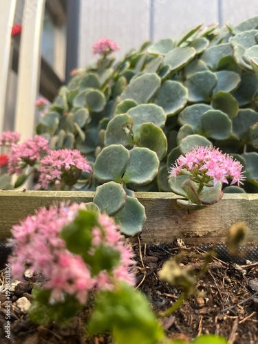 Suculenta la pilaría en floración