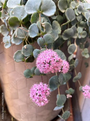 Suculenta la pilaría en floración