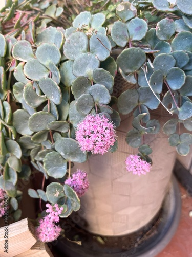 Suculenta la pilaría en floración