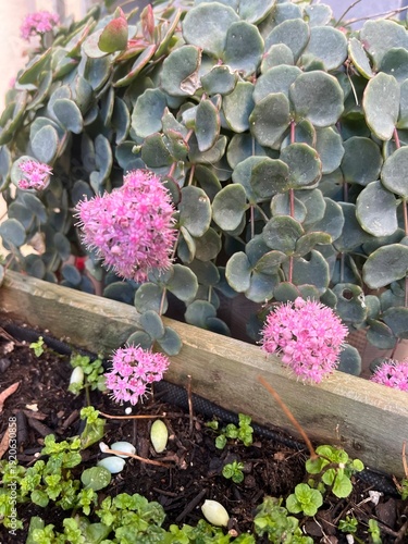 Suculenta la pilaría en floración