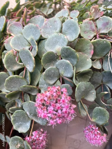 Suculenta la pilaría en floración