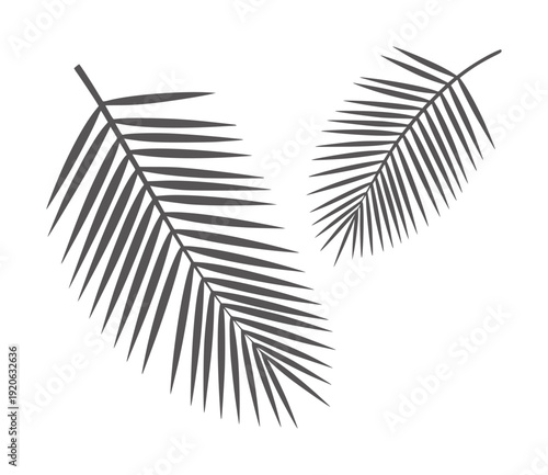 Two dark grey palm fronds white leaf foliage tropical
