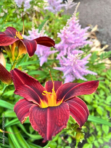 Blooming Hemerocallis Black Prince with huge dark red velvety flowers and Astilbe arendsii Hyazinth with pink inflorescences.Flowering day lilies.Flower background.ornamental blooming daylily flowers