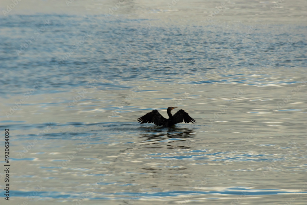 Obraz premium bird on the water