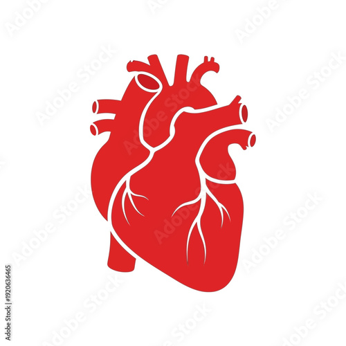 A detailed red anatomical human heart illustration, showcasing major arteries and veins, isolated on a clean white background for medical and scientific contexts.