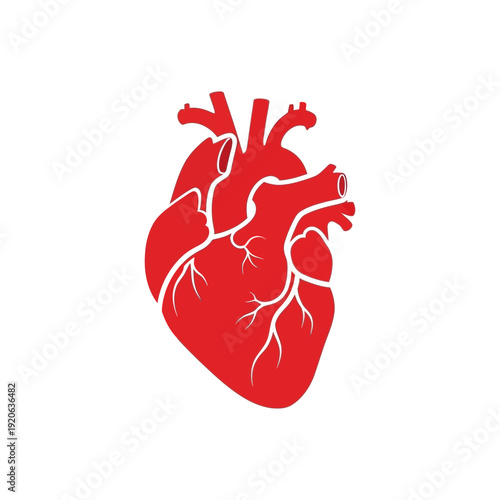 Anatomical illustration of a human heart in vibrant red, depicting its chambers and major blood vessels on a clean white background.