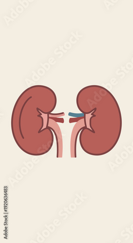 A simplified anatomical illustration of two human kidneys with renal arteries and veins on a light background.
