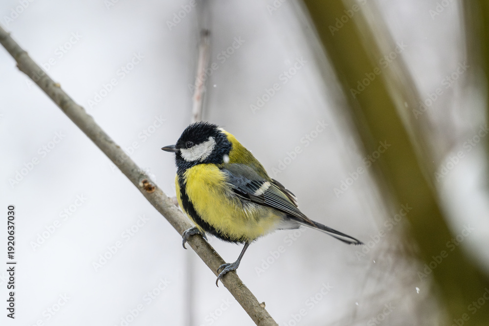 Fototapeta premium Great tit perched on a branch in winter