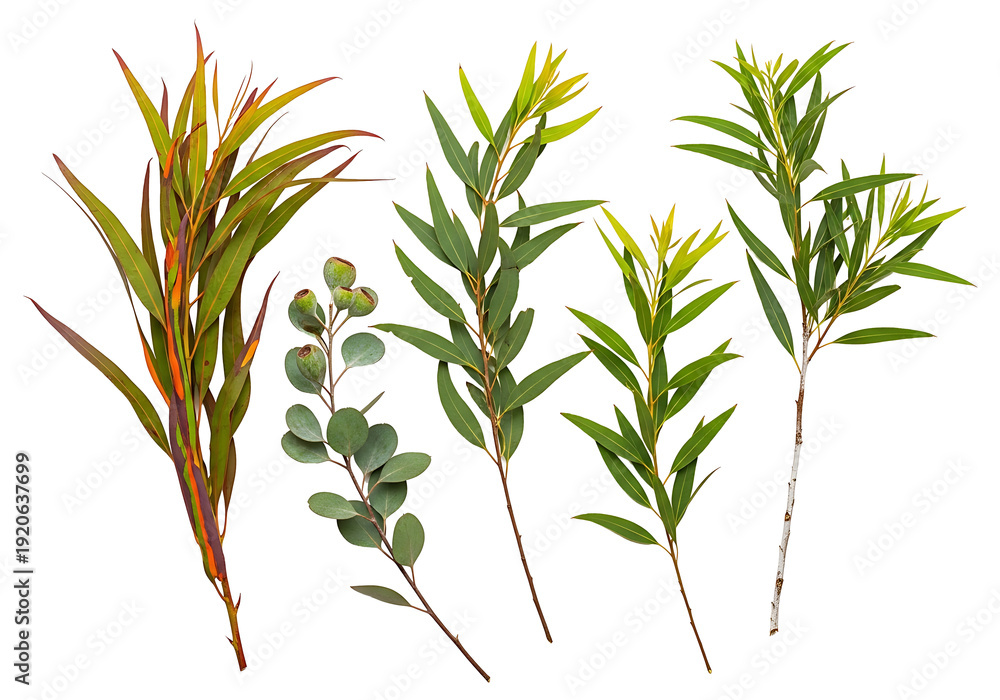 Fototapeta premium Eucalyptus branches foliage natural elements on transparent background