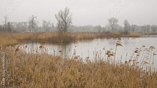 Quadro su tela Foggy swamp with reed and bare trees in Bourgoyen nature reserve, Ghent, Flander