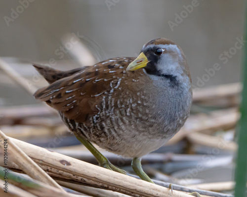 Fotografie Close up of a Sora Rail