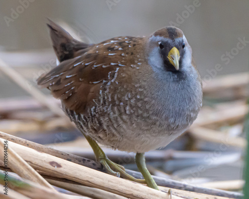 Принти на полотні Close up of a Sora Rail